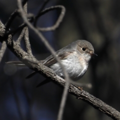 Petroica rosea (Rose Robin) at Hackett, ACT - 14 Jun 2020 by jb2602