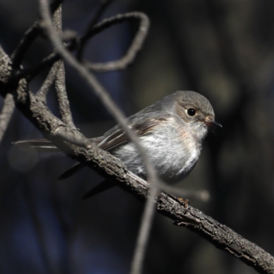 Petroica rosea (Rose Robin) at Hackett, ACT - 14 Jun 2020 by jb2602