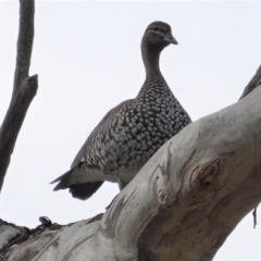 Chenonetta jubata (Australian Wood Duck) at Hughes, ACT - 10 Jun 2020 by JackyF