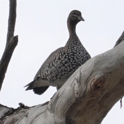 Chenonetta jubata (Australian Wood Duck) at Red Hill to Yarralumla Creek - 10 Jun 2020 by JackyF