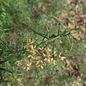 Cassinia quinquefaria at Deakin, ACT - 12 Jun 2020