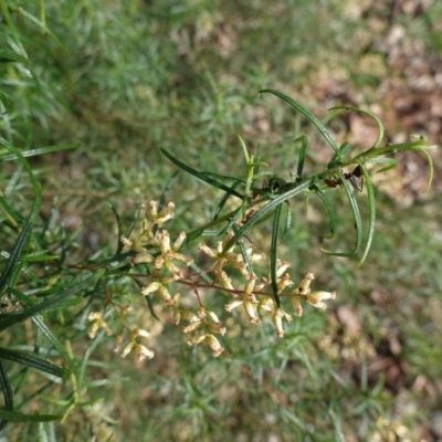 Cassinia quinquefaria (Rosemary Cassinia) at Red Hill to Yarralumla Creek - 12 Jun 2020 by JackyF