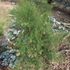 Cassinia quinquefaria at Deakin, ACT - 12 Jun 2020