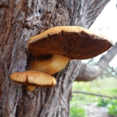 Gymnopilus junonius (Spectacular Rustgill) at Hughes Grassy Woodland - 12 Jun 2020 by JackyF