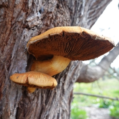 Gymnopilus junonius (Spectacular Rustgill) at Hughes, ACT - 12 Jun 2020 by JackyF