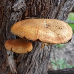 Gymnopilus junonius at Hughes, ACT - 12 Jun 2020