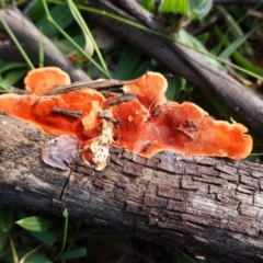 Trametes coccinea (Scarlet Bracket) at Hughes Grassy Woodland - 12 Jun 2020 by JackyF