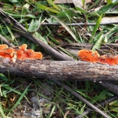 Trametes coccinea at Hughes, ACT - 12 Jun 2020 11:56 AM