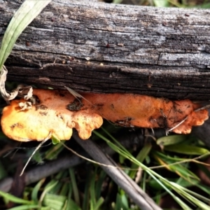 Trametes coccinea at Hughes, ACT - 12 Jun 2020