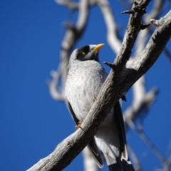 Manorina melanocephala (Noisy Miner) at Isaacs Ridge Offset Area - 15 Jun 2020 by Mike