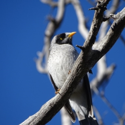 Manorina melanocephala (Noisy Miner) at Isaacs Ridge and Nearby - 15 Jun 2020 by Mike