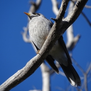 Manorina melanocephala at Jerrabomberra, ACT - 15 Jun 2020