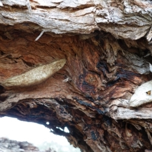 Chelepteryx collesi at Hughes, ACT - 13 Jun 2020