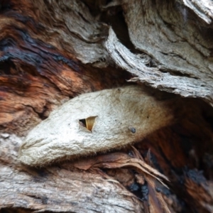 Chelepteryx collesi at Hughes, ACT - 13 Jun 2020