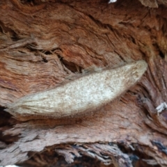 Chelepteryx collesi at Hughes, ACT - 13 Jun 2020