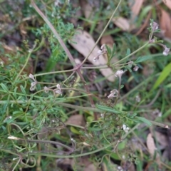 Clematis leptophylla (Small-leaf Clematis, Old Man's Beard) at Federal Golf Course - 13 Jun 2020 by JackyF