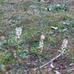 Stackhousia monogyna (Creamy Candles) at O'Malley, ACT - 10 Jun 2020 by Mike