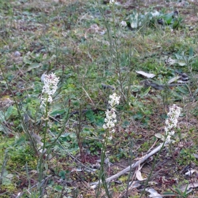 Stackhousia monogyna (Creamy Candles) at O'Malley, ACT - 10 Jun 2020 by Mike