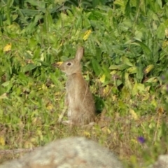 Oryctolagus cuniculus (European Rabbit) at Mount Mugga Mugga - 10 Jun 2020 by Mike