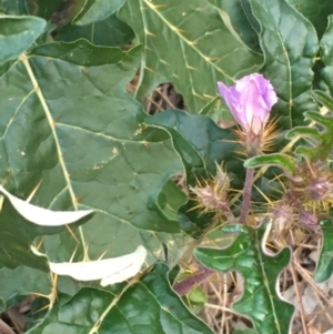 Solanum cinereum at Majura, ACT - 15 Jun 2020