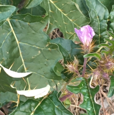 Solanum cinereum (Narrawa Burr) at Majura, ACT - 15 Jun 2020 by JaneR