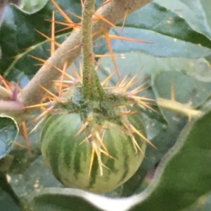 Solanum cinereum at Majura, ACT - 15 Jun 2020