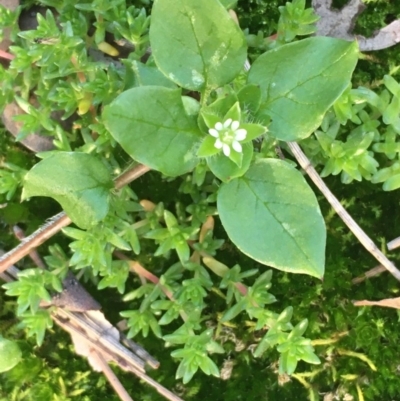 Stellaria media (Common Chickweed) at Majura, ACT - 15 Jun 2020 by JaneR