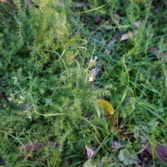 Asperula conferta (Common Woodruff) at Deakin, ACT - 9 Jun 2020 by JackyF