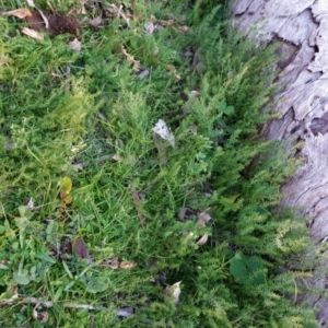 Asperula conferta at Deakin, ACT - 9 Jun 2020