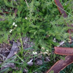 Asperula conferta at Deakin, ACT - 9 Jun 2020 04:40 PM