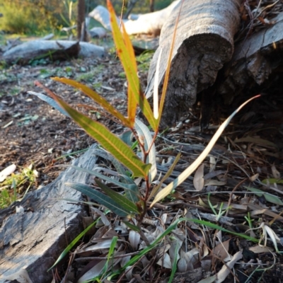 Brachychiton populneus subsp. populneus (Kurrajong) at Deakin, ACT - 9 Jun 2020 by JackyF