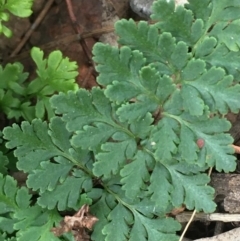 Cheilanthes austrotenuifolia (Rock Fern) at Mount Ainslie - 15 Jun 2020 by JaneR