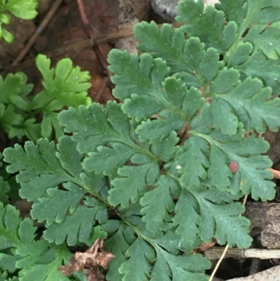 Cheilanthes austrotenuifolia (Rock Fern) at Mount Ainslie - 15 Jun 2020 by JaneR