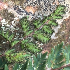 Cheilanthes austrotenuifolia at Majura, ACT - 15 Jun 2020