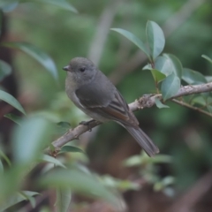 Pachycephala pectoralis (Golden Whistler) at Cook, ACT - 15 Jun 2020 by Tammy