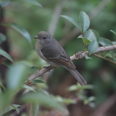 Pachycephala pectoralis (Golden Whistler) at Cook, ACT - 15 Jun 2020 by Tammy