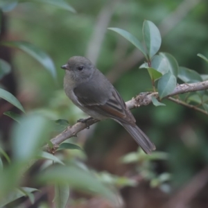 Pachycephala pectoralis at Cook, ACT - 15 Jun 2020