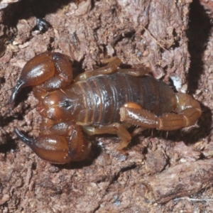 Urodacus manicatus at Cavan, NSW - 8 Jun 2020