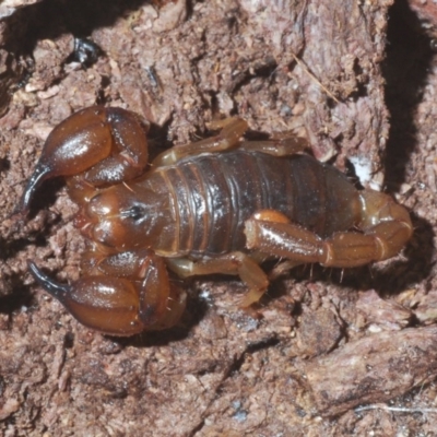 Urodacus manicatus (Black Rock Scorpion) at Cavan, NSW - 8 Jun 2020 by Harrisi