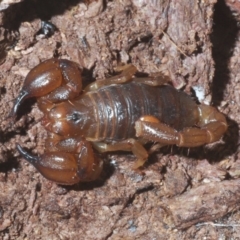 Urodacus manicatus (Black Rock Scorpion) at Cavan, NSW - 8 Jun 2020 by Harrisi