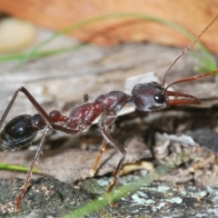 Myrmecia simillima (A Bull Ant) at Mullion, NSW - 13 Jun 2020 by Harrisi