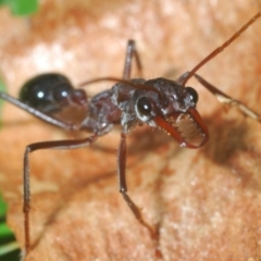 Myrmecia simillima at Mullion, NSW - 13 Jun 2020