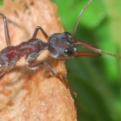 Myrmecia simillima at Mullion, NSW - 13 Jun 2020