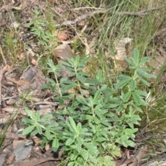 Zieria cytisoides (Downy Zieria) at Tapitallee Nature Reserve - 14 Jun 2020 by plants