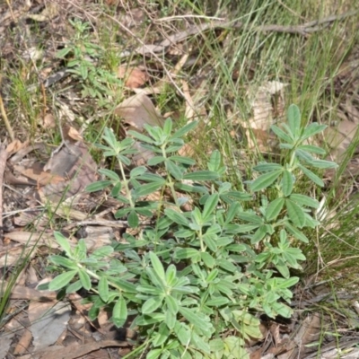 Zieria cytisoides (Downy Zieria) at Bangalee, NSW - 14 Jun 2020 by plants
