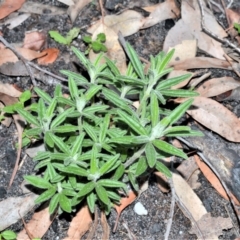 Zieria murphyi (Velvet Zieria, Murphy’s Zieria) at Boolijah, NSW - 15 Jun 2020 by plants