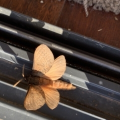 Oxycanus silvanus (Pale Oxycanus) at Black Range, NSW - 16 Jun 2020 by Steph H