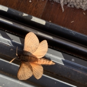 Oxycanus silvanus at Black Range, NSW - 16 Jun 2020