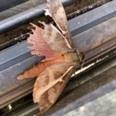 Oxycanus dirempta (Variable Oxycanus) at Black Range, NSW - 16 Jun 2020 by Steph H