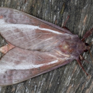 Oxycanus dirempta at Ainslie, ACT - 15 Jun 2020